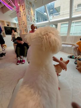 いぬカフェRio 原宿竹下通り店に投稿された画像（2025/6/14）