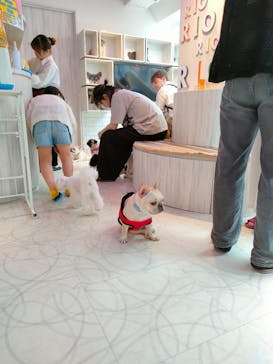 いぬカフェRio 原宿竹下通り店に投稿された画像（2025/6/14）