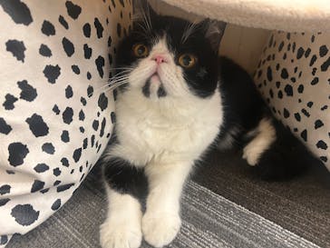 猫カフェモカ イオンモール神戸北店に投稿された画像（2025/6/14）