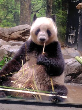 恩賜上野動物園に投稿された画像（2025/6/14）