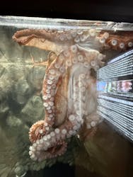 越前松島水族館に投稿された画像（2025/6/14）