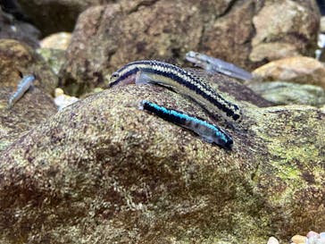 沖縄美ら海水族館に投稿された画像（2025/6/14）