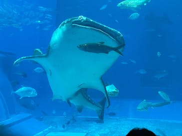 沖縄美ら海水族館に投稿された画像（2025/6/14）