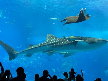 沖縄美ら海水族館に投稿された画像（2025/6/14）