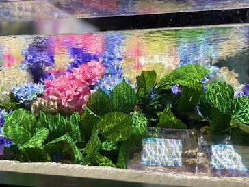 マクセル アクアパーク品川に投稿された画像（2025/6/14）