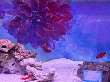 マクセル アクアパーク品川に投稿された画像（2025/6/14）