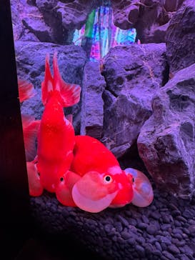 NARA KINGYO MUSEUMに投稿された画像（2025/6/14）