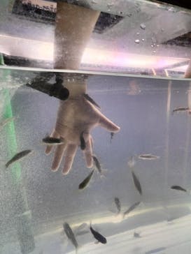 サケのふるさと 千歳水族館に投稿された画像（2025/6/14）