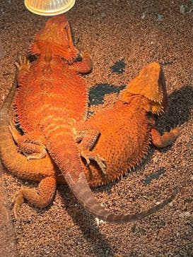 いきもの探検隊上尾に投稿された画像（2025/6/14）