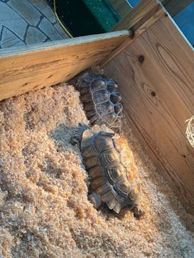 いきもの探検隊上尾に投稿された画像（2025/6/14）