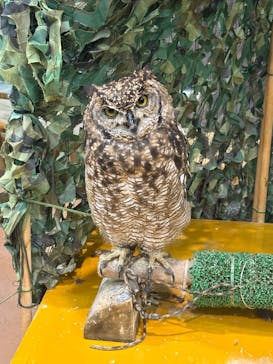 いきもの探検隊上尾に投稿された画像（2025/6/14）