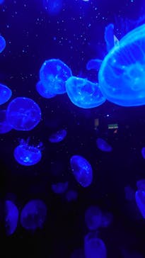 竹島水族館に投稿された画像（2025/6/14）