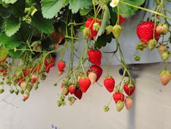 上泉農園に投稿された画像（2025/6/14）