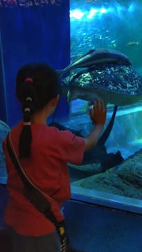 しながわ水族館に投稿された画像（2025/6/14）