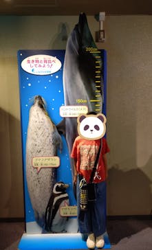 しながわ水族館に投稿された画像（2025/6/14）