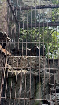 恩賜上野動物園に投稿された画像（2025/6/14）