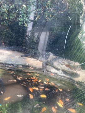 恩賜上野動物園に投稿された画像（2025/6/14）