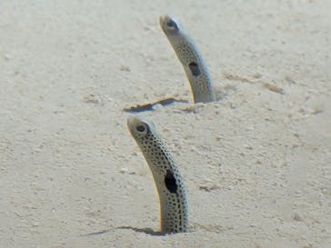 アクアワールド茨城県大洗水族館に投稿された画像（2025/6/14）
