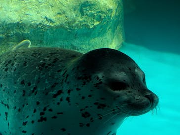 アクアワールド茨城県大洗水族館に投稿された画像（2025/6/14）