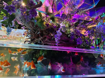 NARA KINGYO MUSEUMに投稿された画像（2025/6/14）