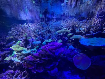 名古屋港水族館に投稿された画像（2025/6/14）