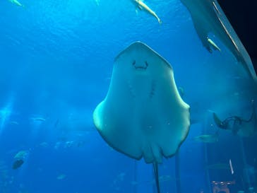沖縄美ら海水族館に投稿された画像（2025/6/14）