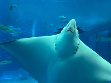 沖縄美ら海水族館に投稿された画像（2025/6/14）