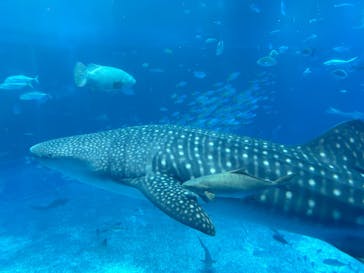 沖縄美ら海水族館に投稿された画像（2025/6/14）