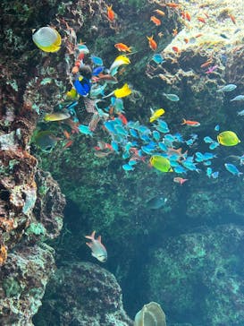 沖縄美ら海水族館に投稿された画像（2025/6/14）