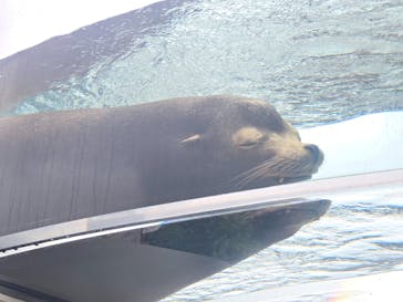 サンシャイン水族館に投稿された画像（2025/6/14）