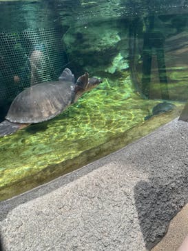恩賜上野動物園に投稿された画像（2025/6/14）