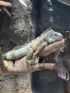 恩賜上野動物園に投稿された画像（2025/6/14）