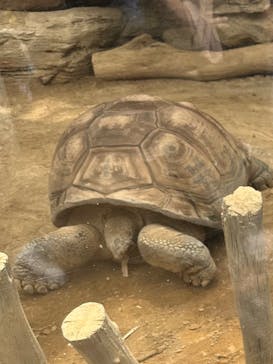 恩賜上野動物園に投稿された画像（2025/6/14）