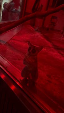 恩賜上野動物園に投稿された画像（2025/6/14）