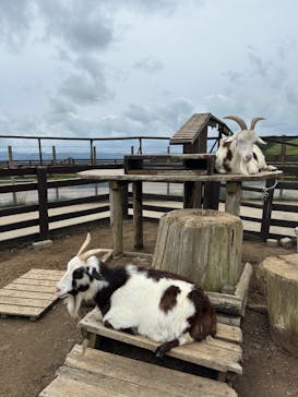 マザー牧場に投稿された画像（2025/6/14）