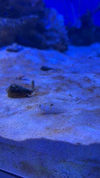 横浜・八景島シーパラダイスに投稿された画像（2025/6/15）