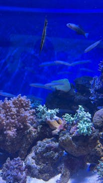 横浜・八景島シーパラダイスに投稿された画像（2025/6/15）