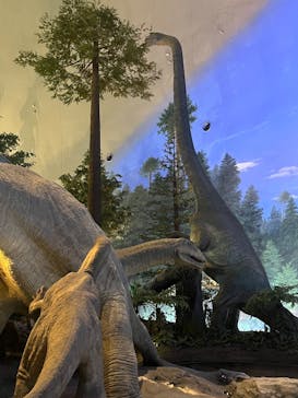 福井県立恐竜博物館に投稿された画像（2025/6/15）