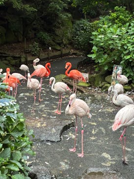 伊豆シャボテン動物公園に投稿された画像（2025/6/15）
