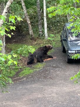 サホロリゾート　ベア･マウンテンに投稿された画像（2025/6/15）