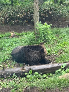 サホロリゾート　ベア･マウンテンに投稿された画像（2025/6/15）