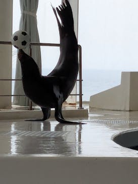 アクアワールド茨城県大洗水族館に投稿された画像（2025/6/15）