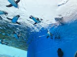 サンシャイン水族館に投稿された画像（2025/6/15）