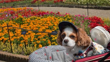 安城産業文化公園デンパークに投稿された画像（2025/6/15）