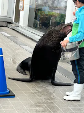 仙台うみの杜水族館に投稿された画像（2025/6/15）