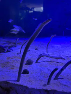 仙台うみの杜水族館に投稿された画像（2025/6/15）