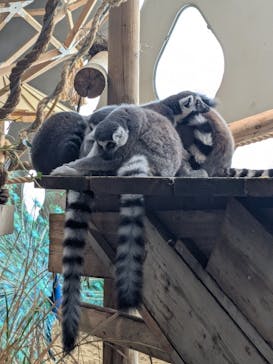 NIFREL（ニフレル）に投稿された画像（2025/6/15）