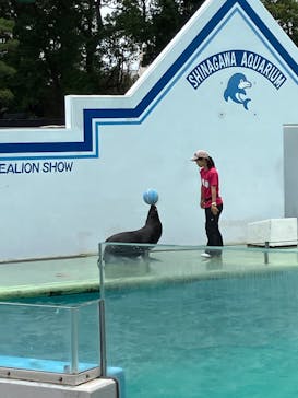 しながわ水族館に投稿された画像（2025/6/15）