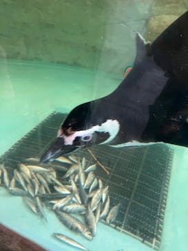 しながわ水族館に投稿された画像（2025/6/15）