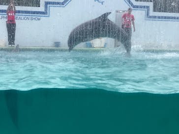 しながわ水族館に投稿された画像（2025/6/15）